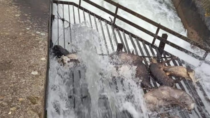 Entrevista a Alejandro Barriuso director técnico de la CHD (17/5/2021)