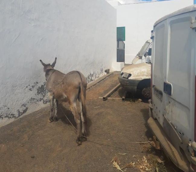 Burro encadenado a una furgoneta en Tinajo.