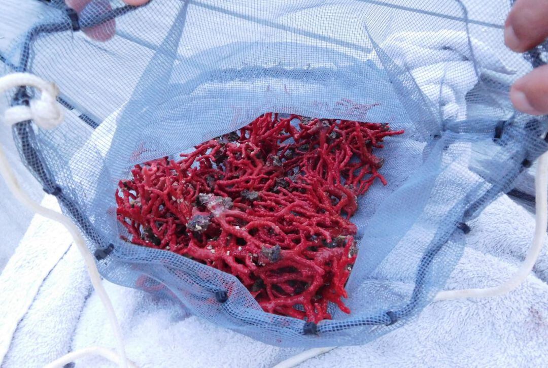 Corall vermell capturat furtivament