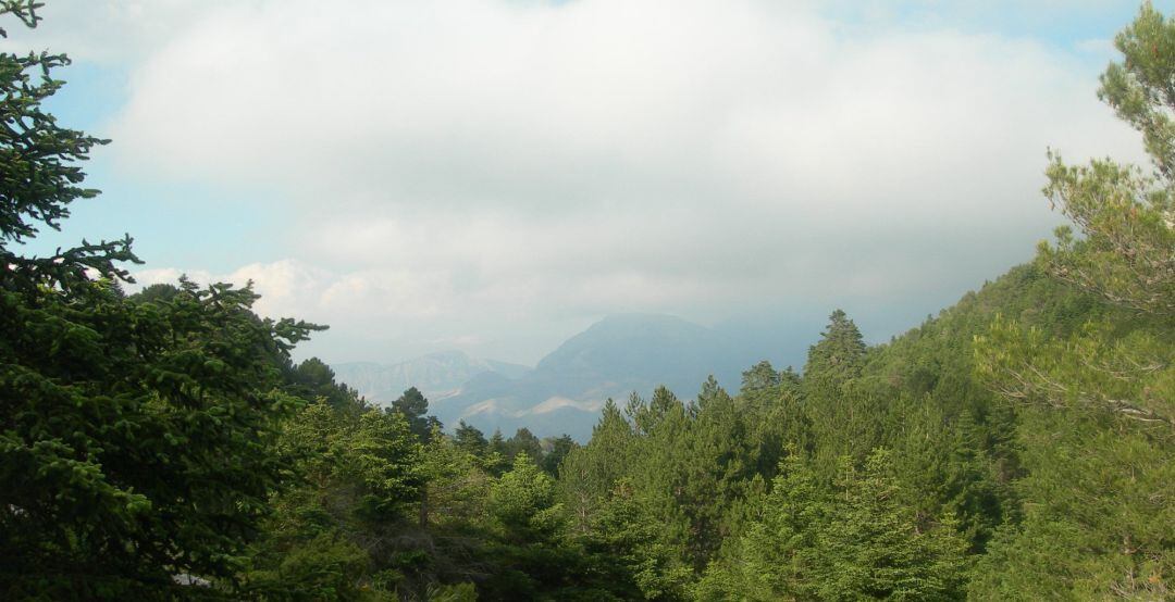 Pinsapar del Parque Nacional Sierra de las Nieves de la provincia de Málaga