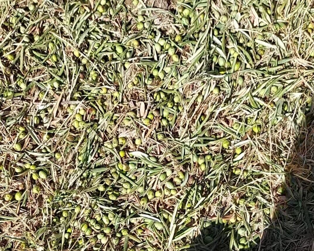 Cosecha perdida por las tormentas en Aguas