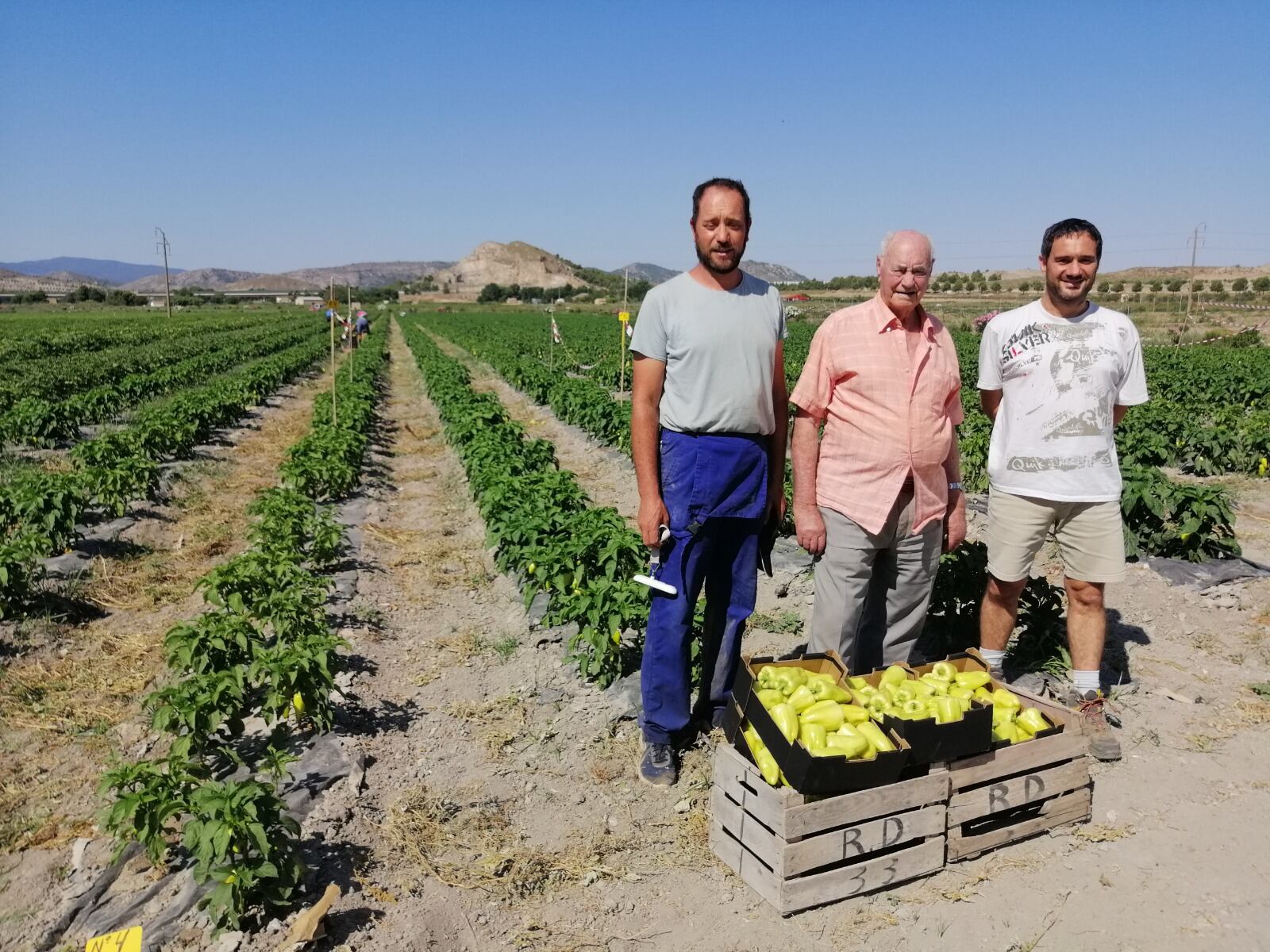 Agricultores junto a los pimientos trabajados en la UPV para adaptarlos al cambio climático