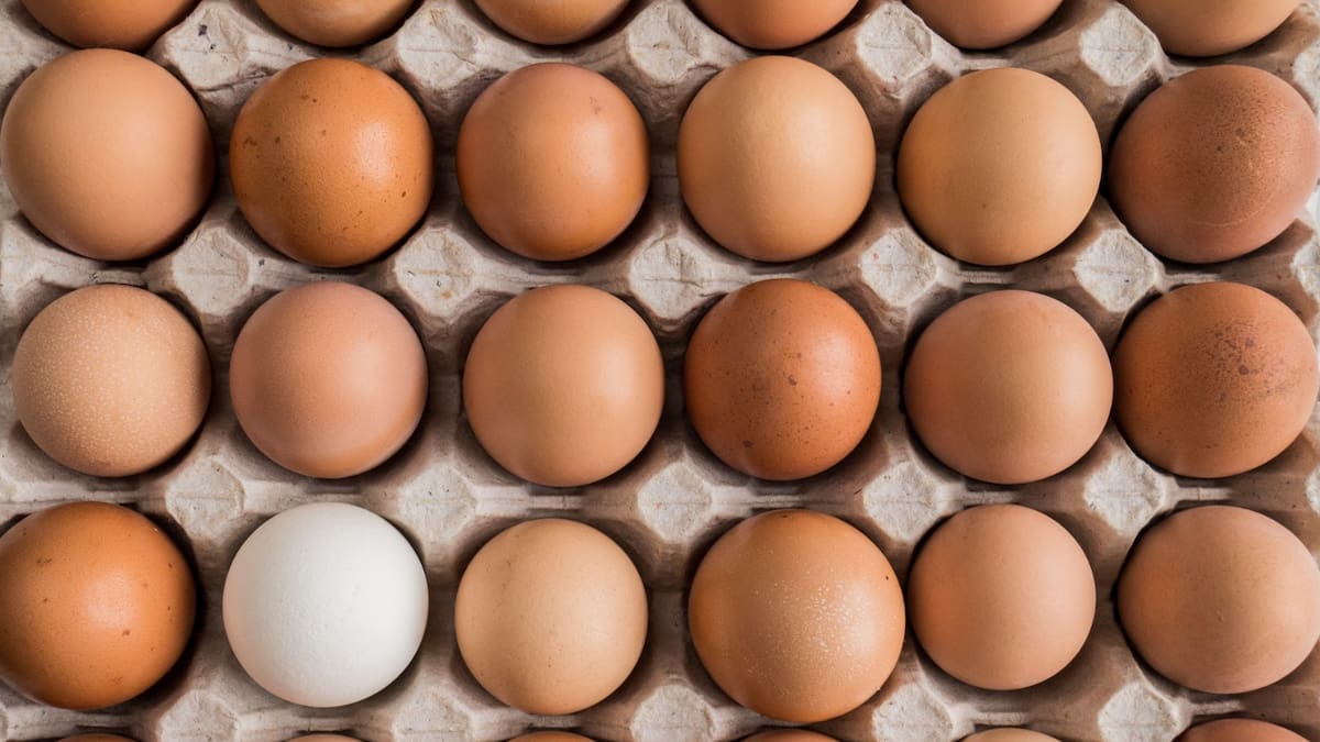 Espacio de Ecología: ¿Saben igual los huevos ecológicos?