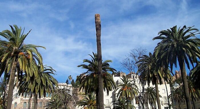 Una de las palmeras dañadas por el picudo rojo