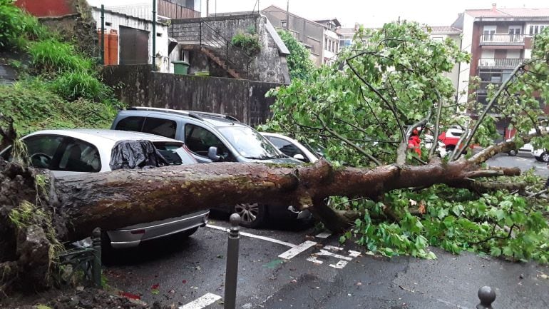 Vista del árbol que ha caído sobre un coche en la trasera de la calle Señor de Aranzate, en Irún.