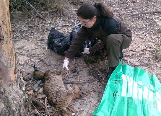 Una agente medioambiental realiza el levantamiento del cadáver de un lince en Sierra Morena