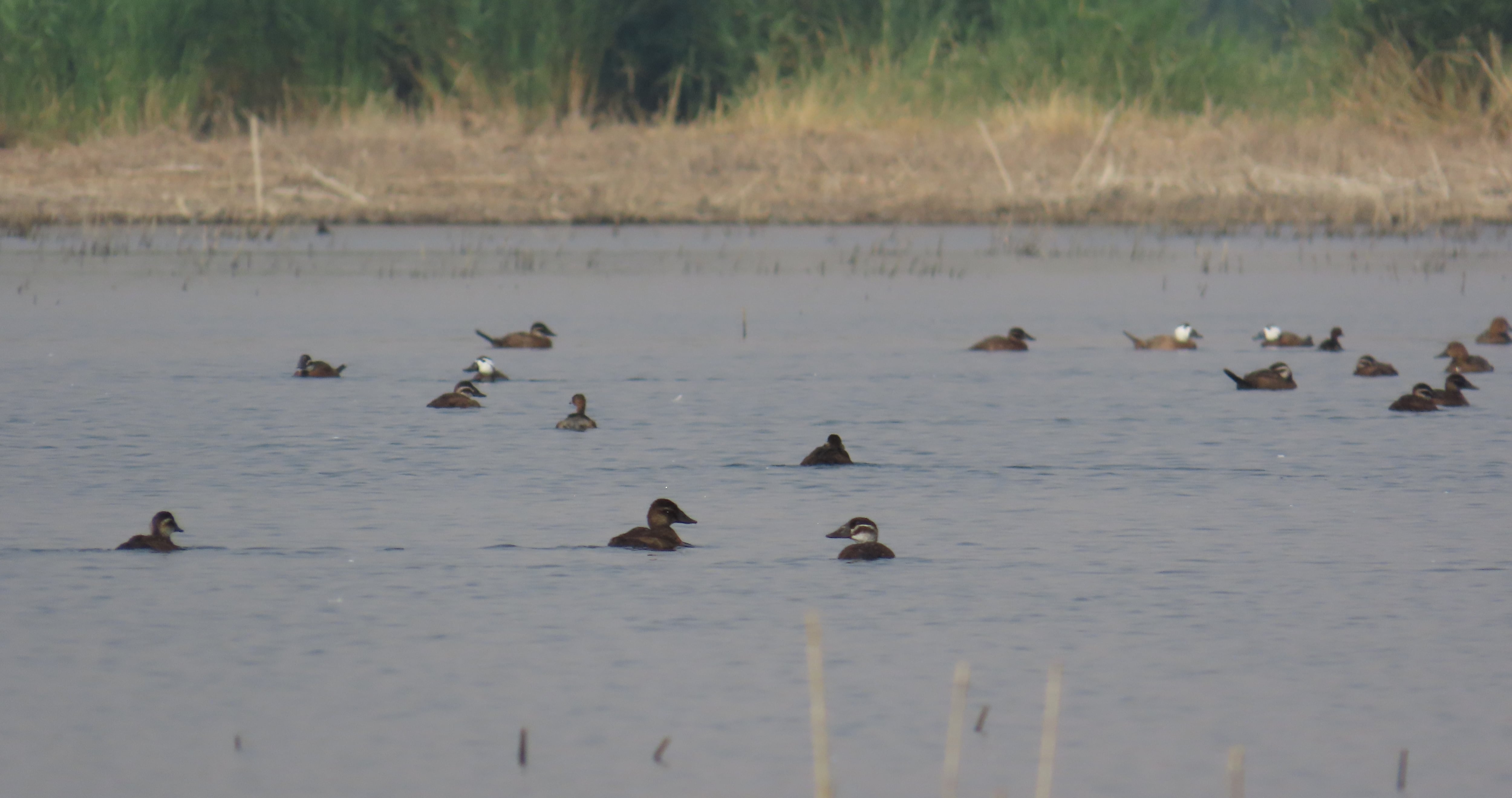 Pollos de malvasía en Las Tablas de Daimiel
