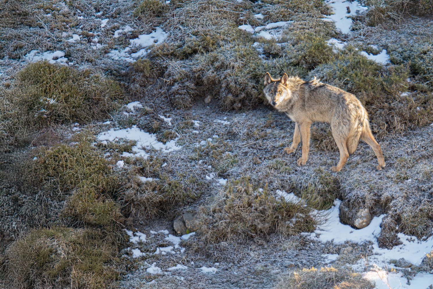 Lobo ibérico (Carlos Romo)