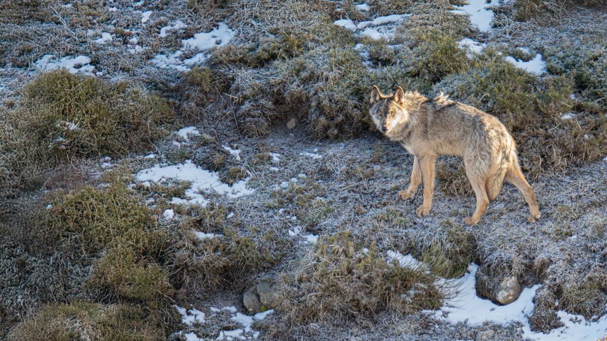 León, hacia rutas salvajes: El ser humano como amenaza para el lobo (28/10/2025)