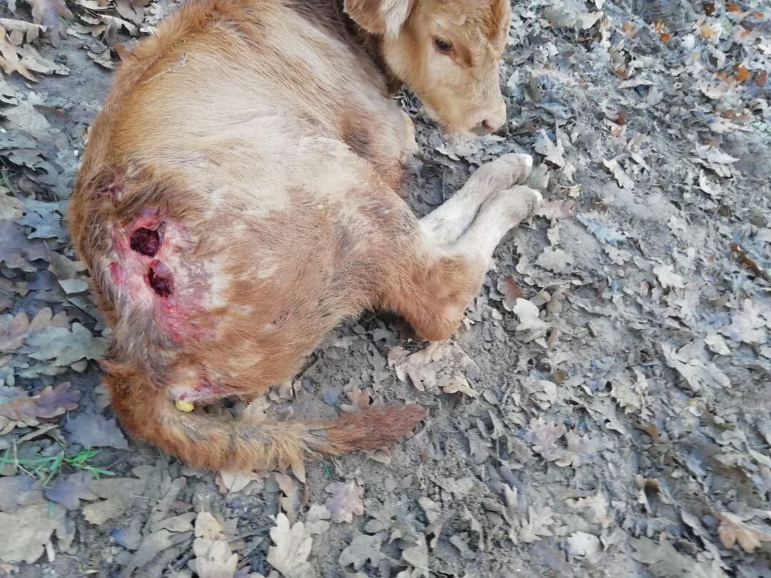 Un ataque de buitres en Berzosilla se salda con un ternero muerto