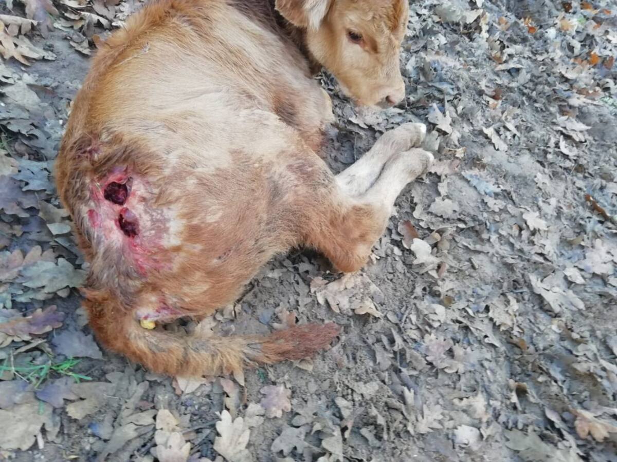 ASAJA Palencia denuncia un ataque de buitres en Berzosilla que se salda con un ternero muerto