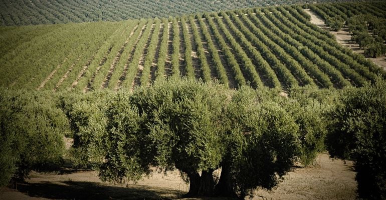 Paisaje del olivar en la provincia de Jaén.