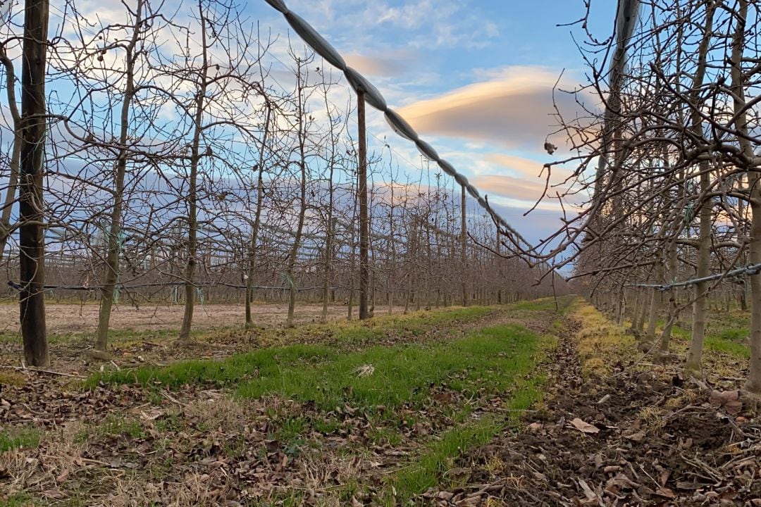 Camp de pomeres d'Ultramort, un any després del Gloria