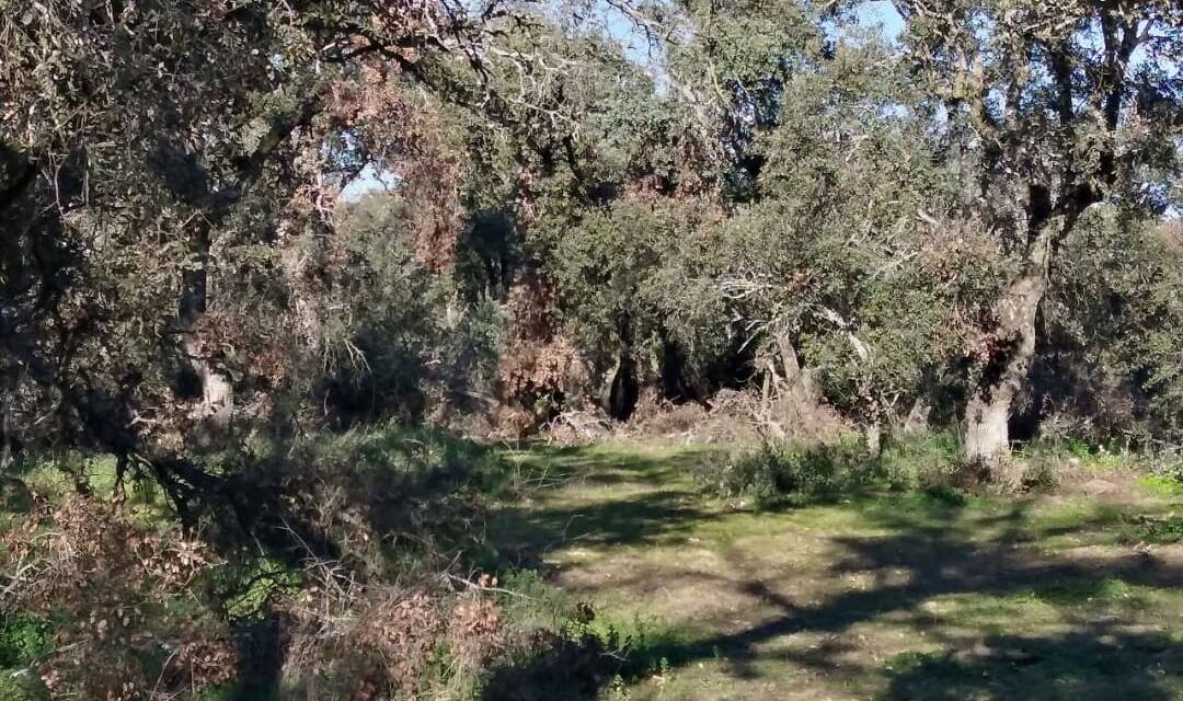 Encinar de San Pedro en Casa de Campo