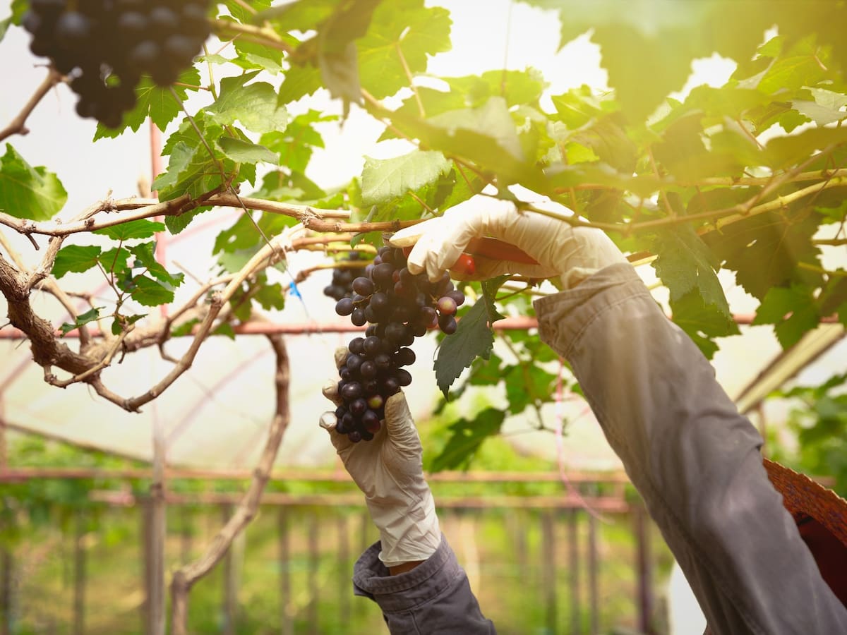 Programa de temporerismo (UAGA) para la vendimia de 2024 en Rioja Alavesa