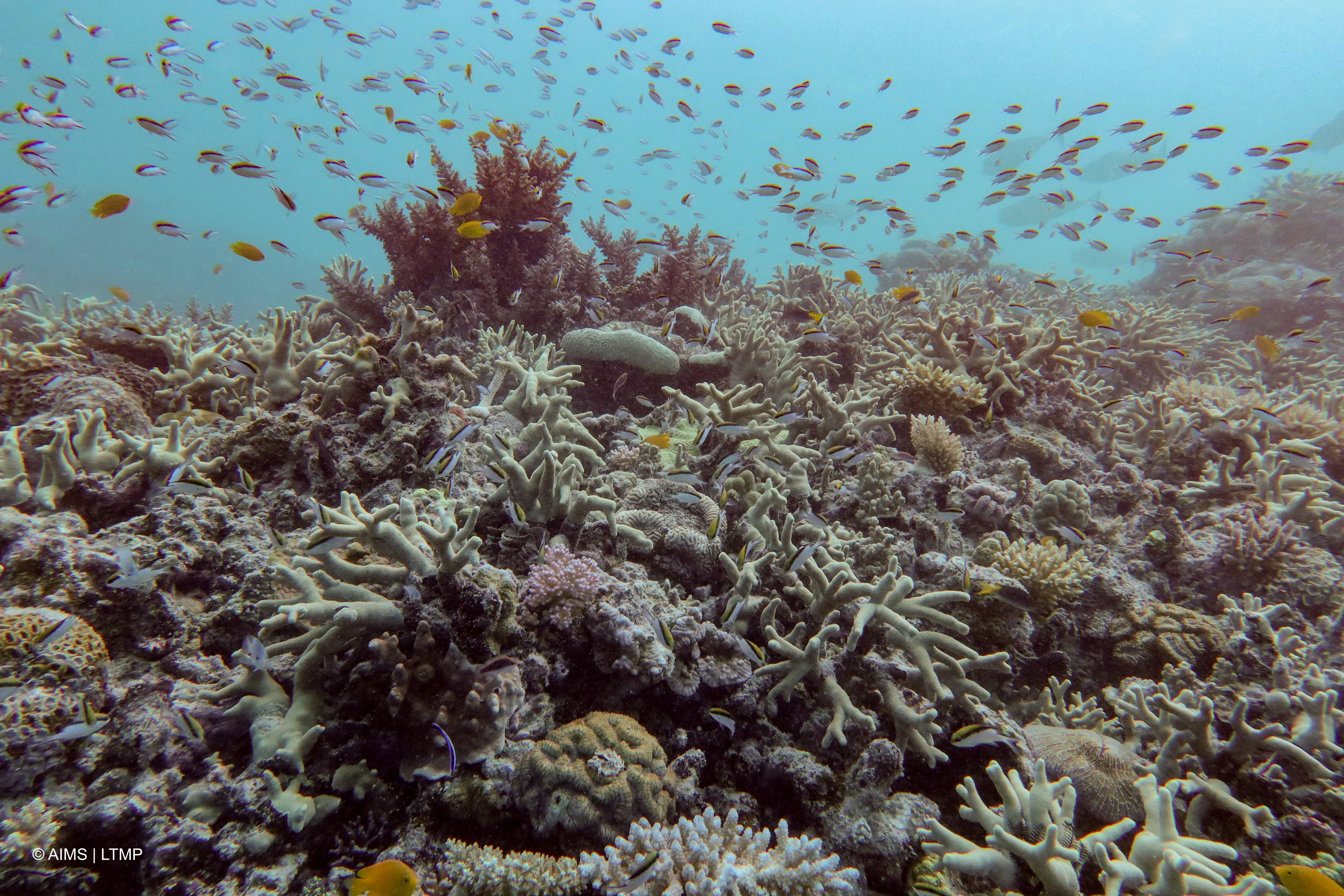 La Gran Barrera de Coral actualmente.