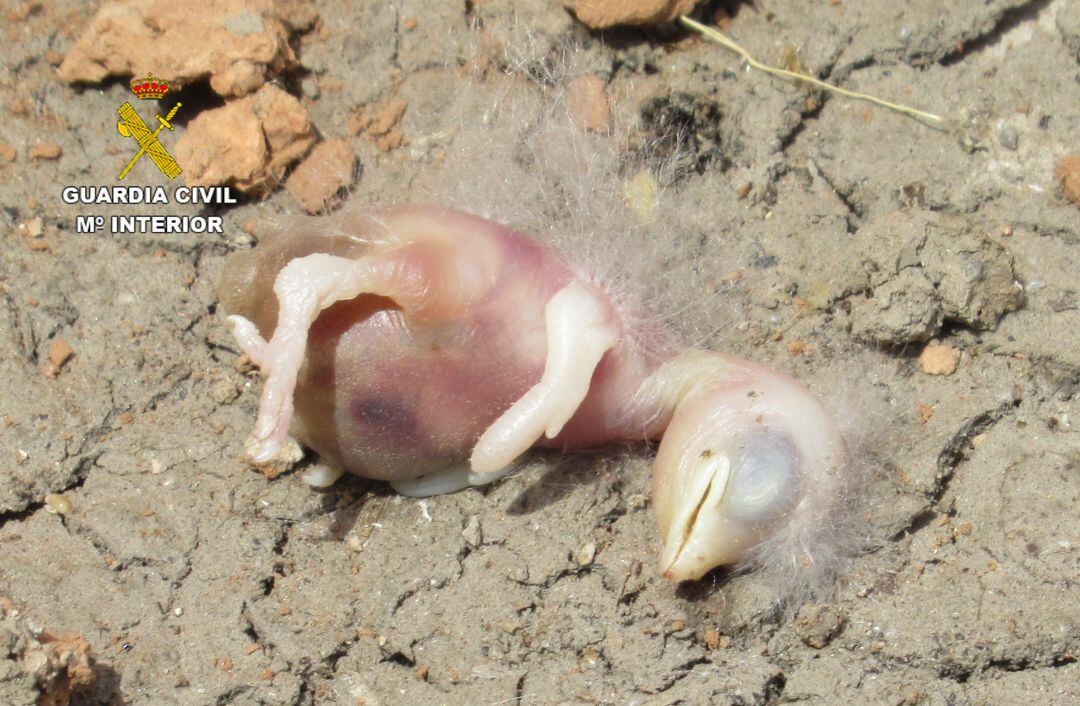 Un polluelo de golondrina fallecido