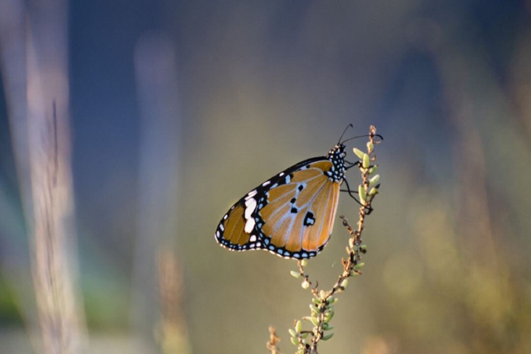 Fotografía participante en el concurso del año pasado