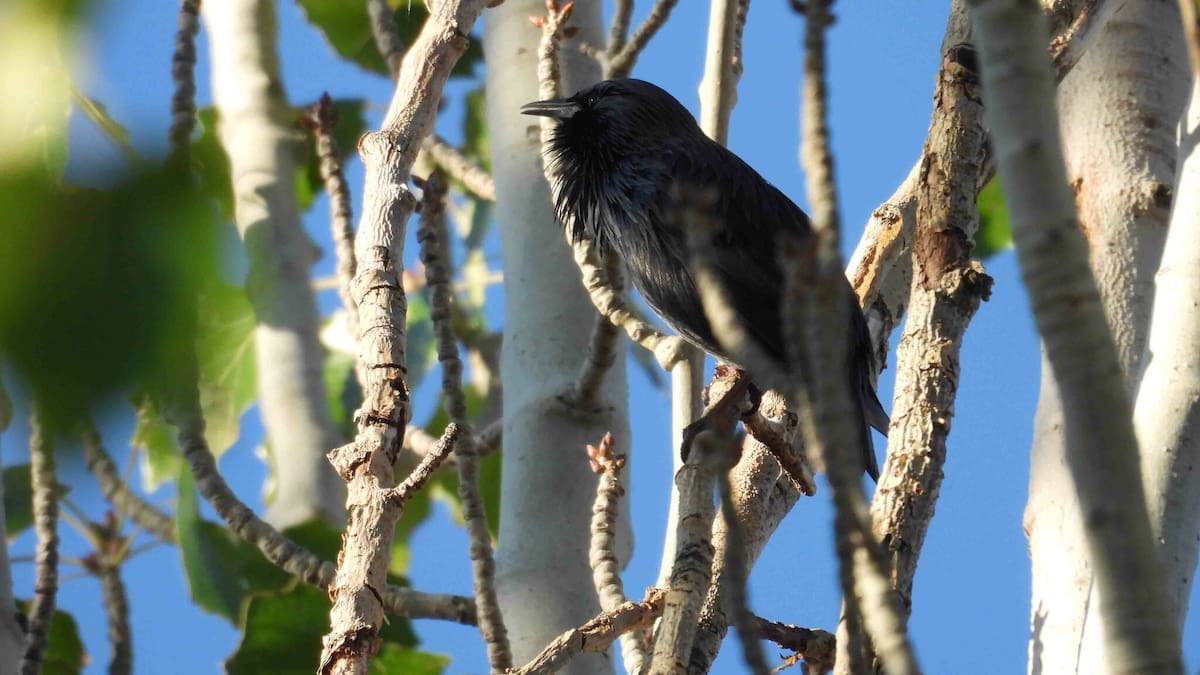Nuestra naturaleza: El canto de las aves I