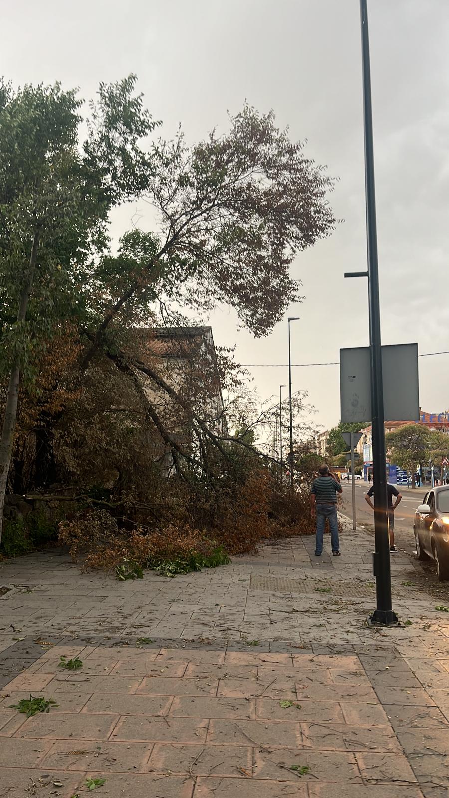 Árbol caído en Navalmoral de la Mata, tras la tormenta de lluvia y las fuertes rachas de viento