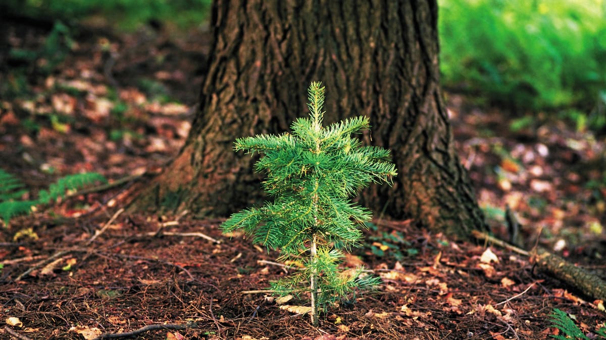 No vamos a contar mentiras: «Entre bulos y desinformación: los obstáculos al Reglamento Europeo de Restauración»