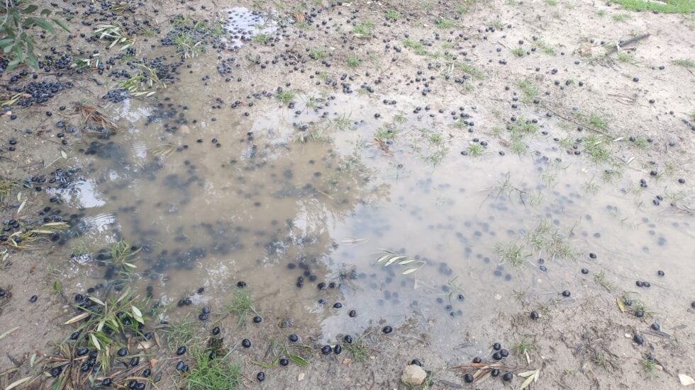 Aceitunas caídas en el suelo debido a los últimos temporales en la provincia de Jaén.