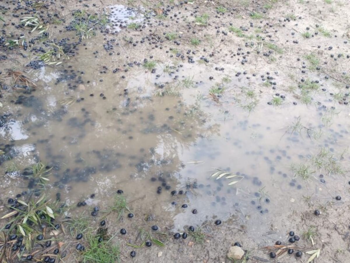 Los temporales dejarán pérdidas millonarias en el olivar de Jaén y una posible subida del precio del aceite