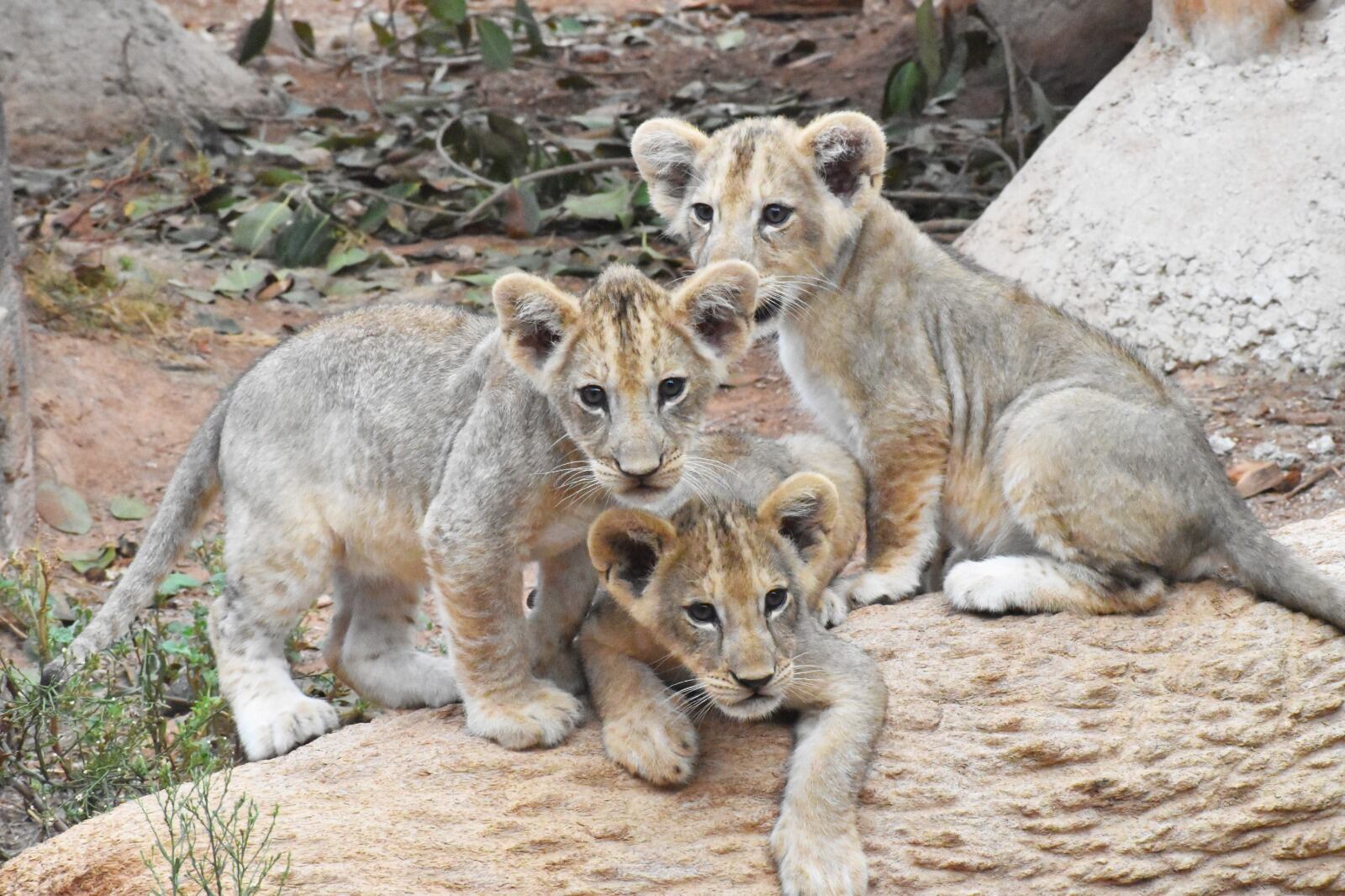 Makhulu, Silbán e Irati, tres leones africanos que han nacido en Terra Natura