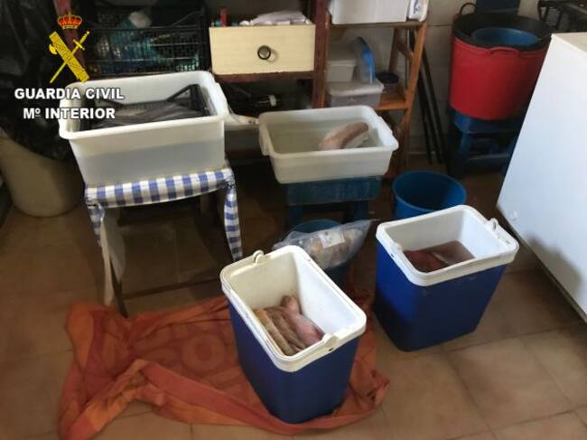 Pescado prohibido para la venta, incautado en Lanzarote.