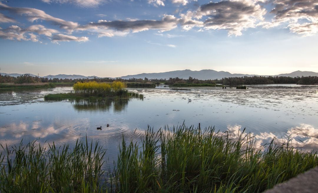 Imatge de l&#039;estany del Cortalet dels Aiguamolls de l&#039;Empordà