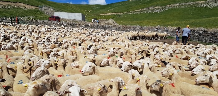 Rebaño de ovejas en el Pirineo
