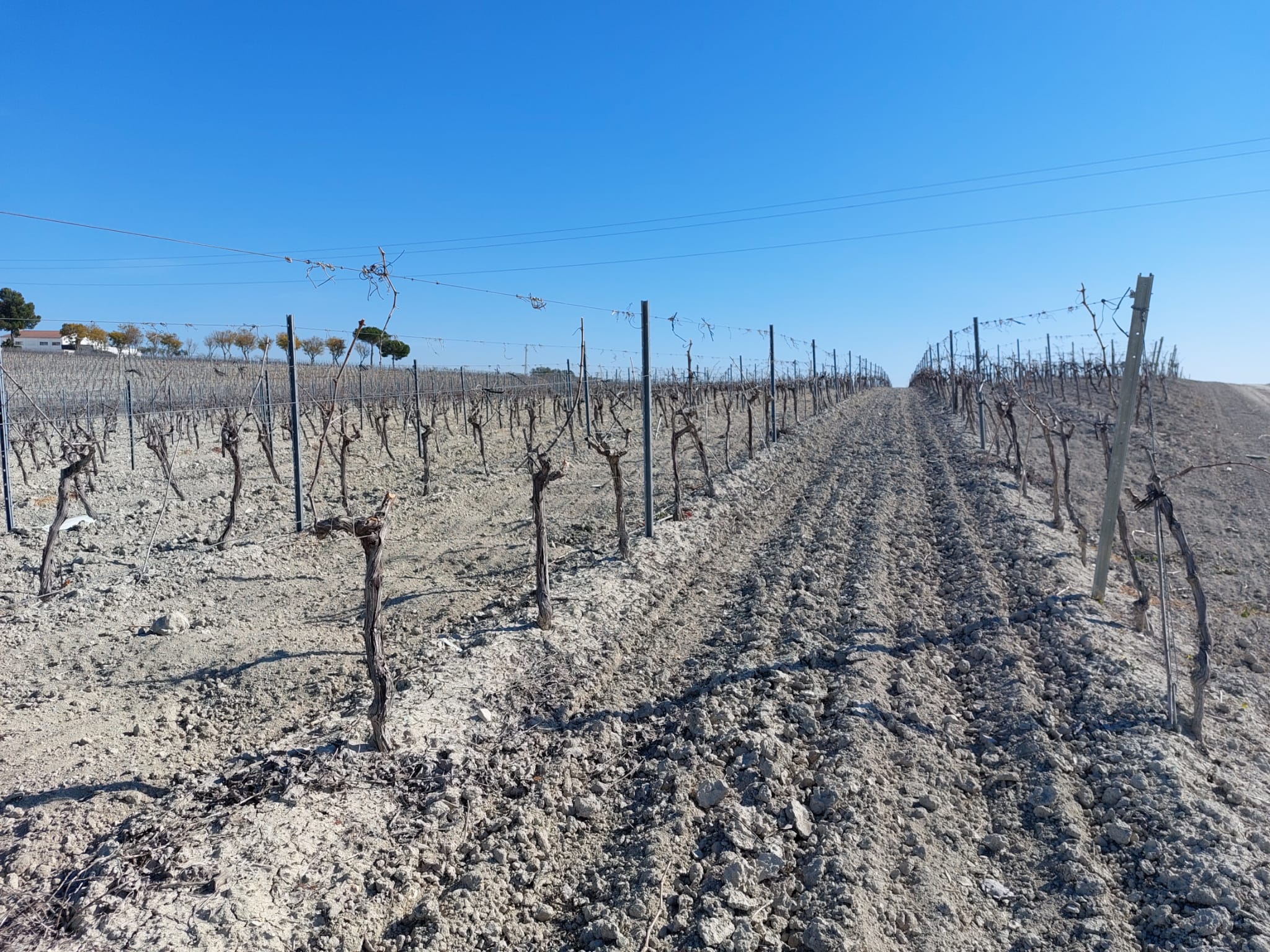 La falta de agua se evidencia en el campo