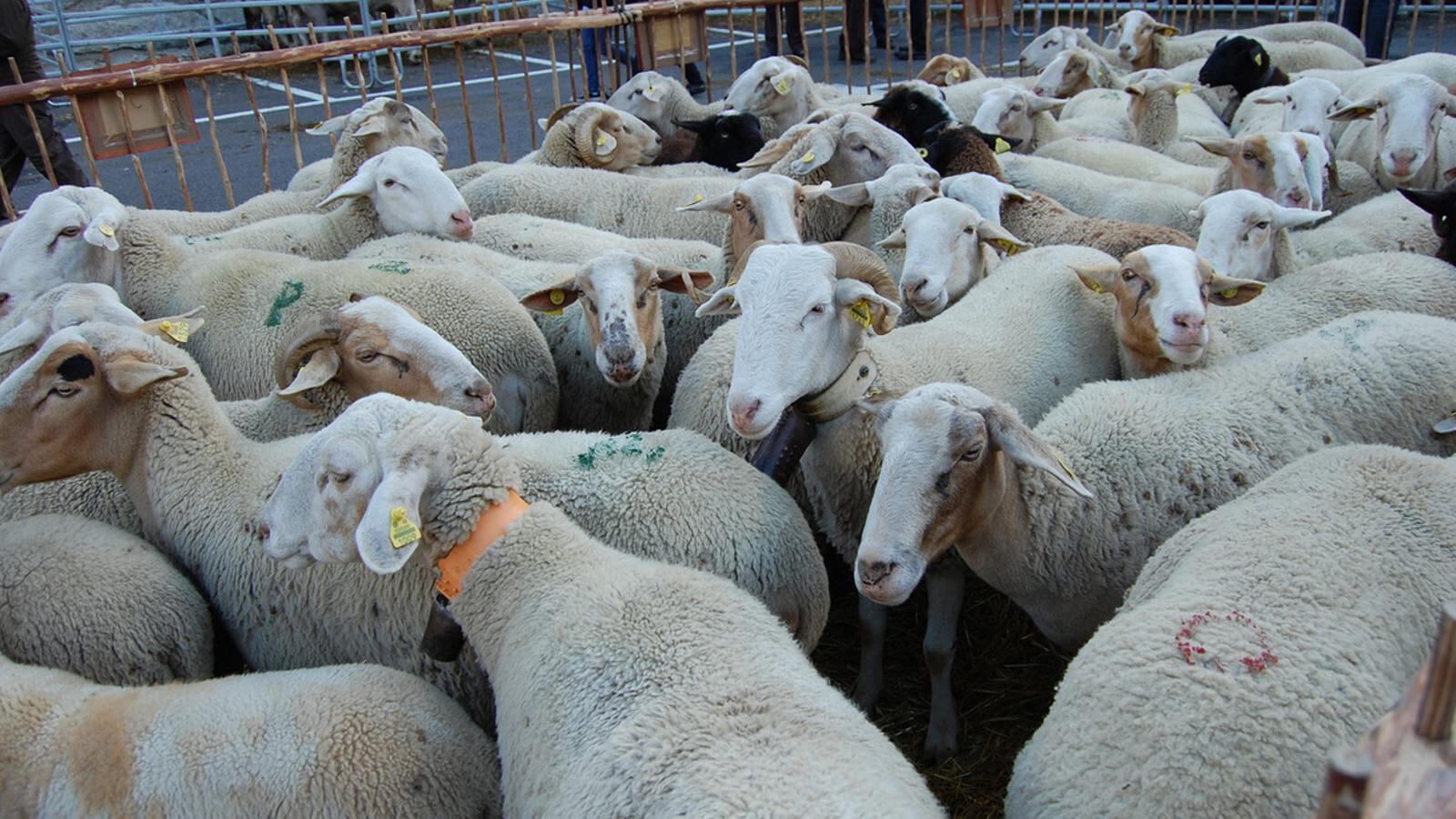 Un ramat d'ovelles, les principals afectades pel virus de la llengua blava