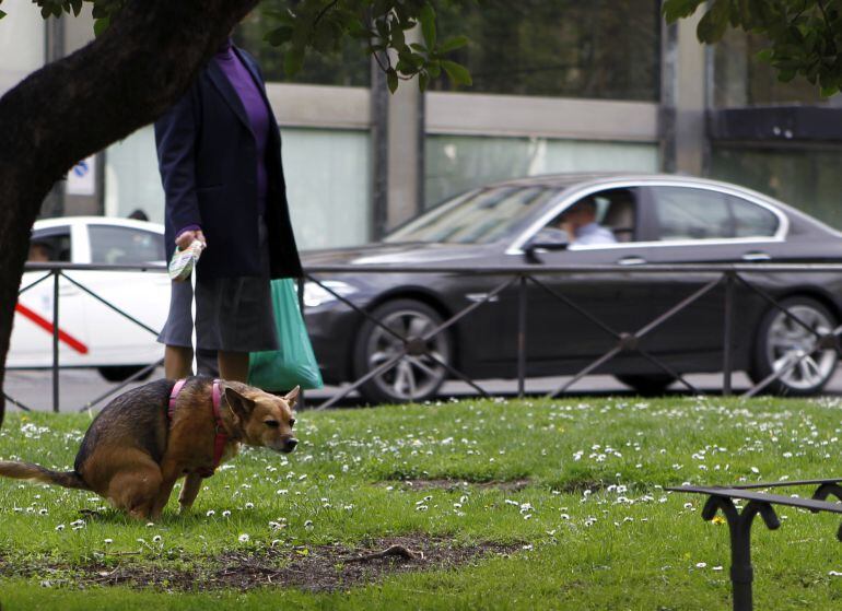 As sancions poden ir dos 100 aos 500 euros en virtude da Ordenanza de animais