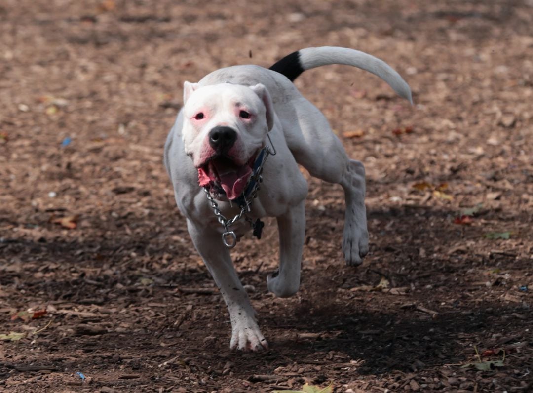 Imagen de archivo de un perro corriendo