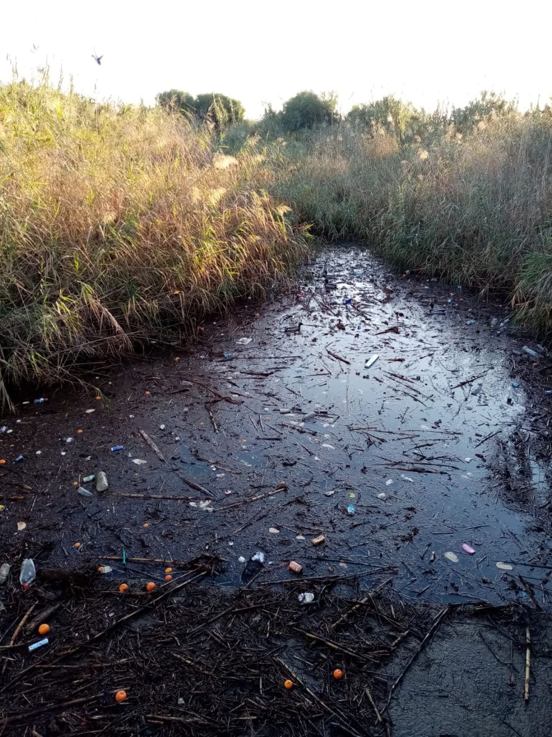 Verdemar denuncia el estado del Arroyo Negro