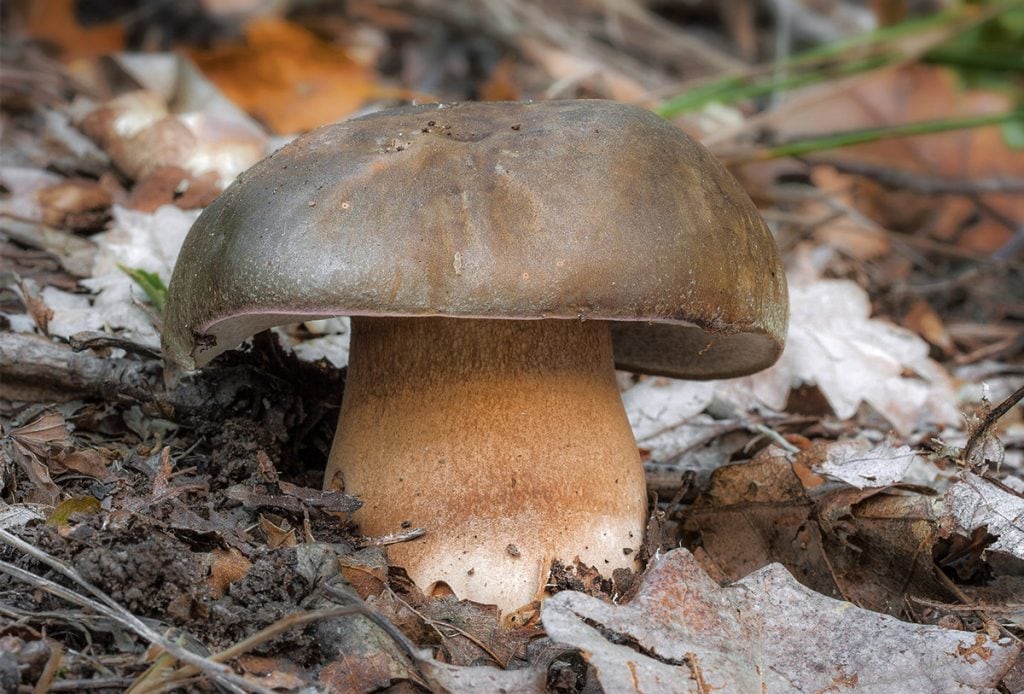 Boletus Aereus