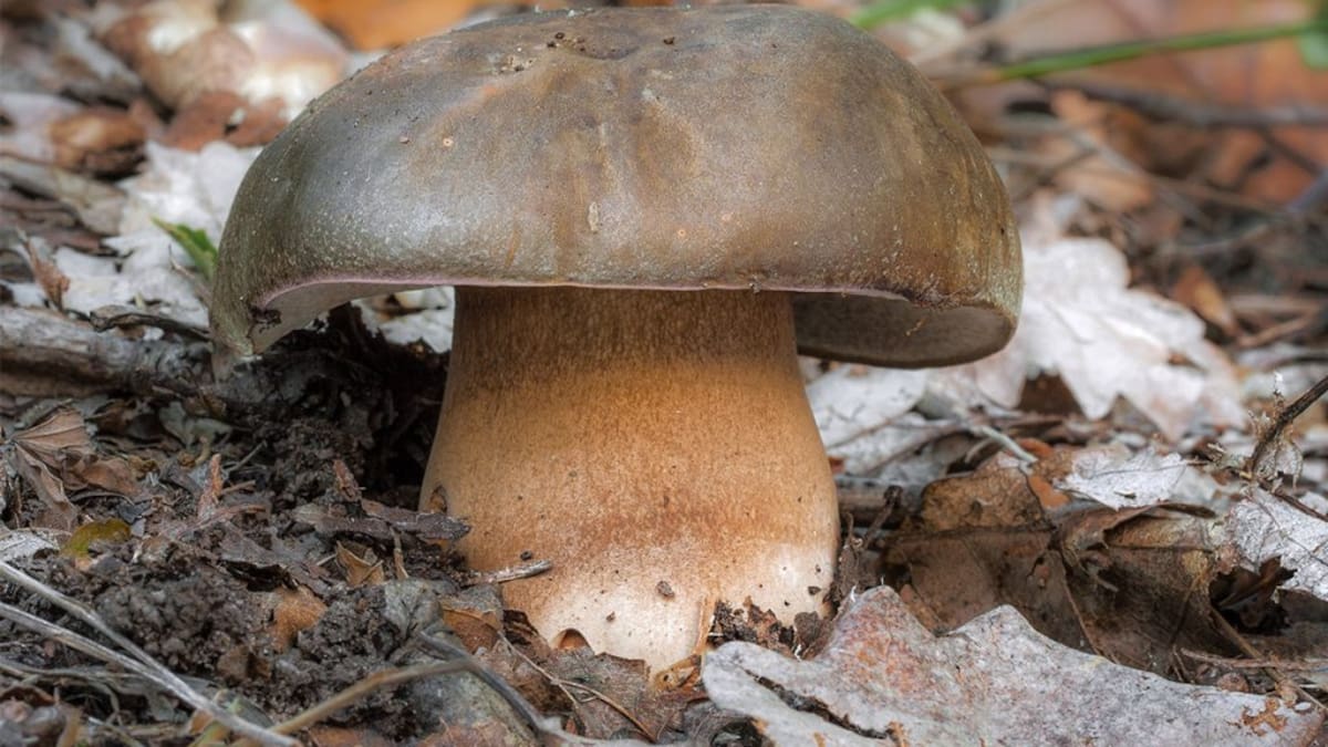 José Antonio Vega, director técnico de Montes de Soria sobre la campaña estival