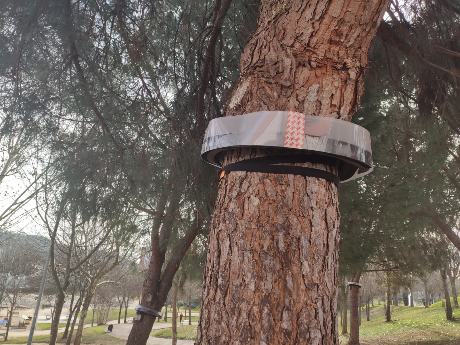 Cáceres actúa contra la oruga procesionaria