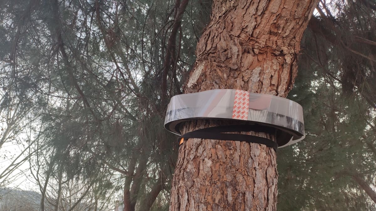 Cáceres refuerza su estrategia contra la procesionaria y reduce al mínimo su impacto en zonas verdes