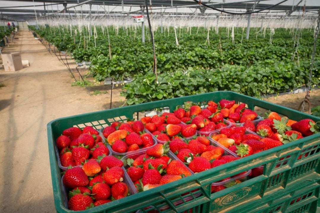 Cultivo de fresas