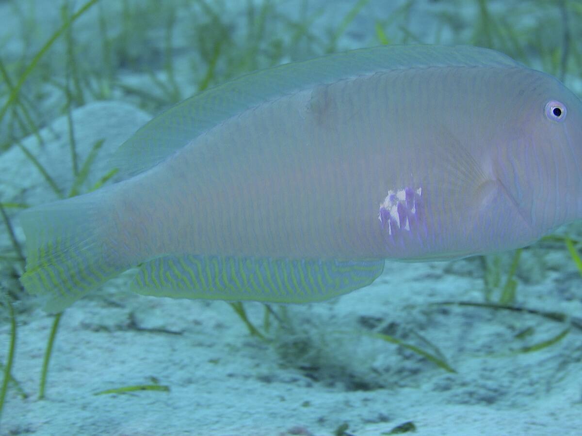 Este domingo se levanta la veda para la pesca del raor hasta el próximo 31 de marzo