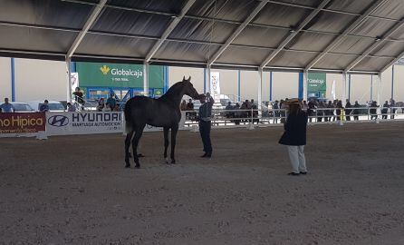 Uno de los ejemplares del Salón del Caballo