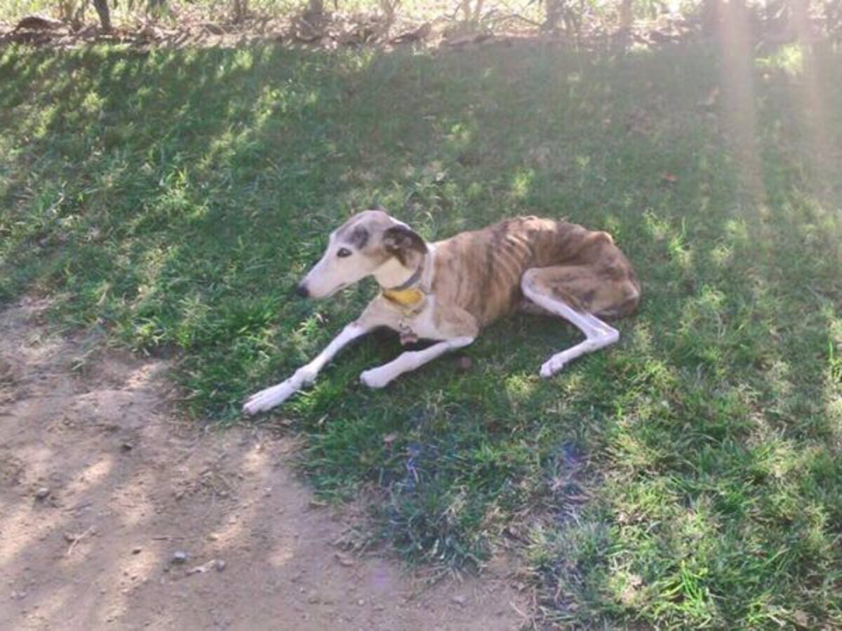 Entrevista a Galgos 112