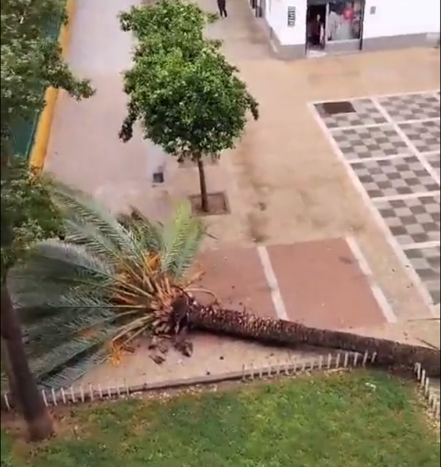 Caída de una palmera en Pino Montano en octubre de 2023.