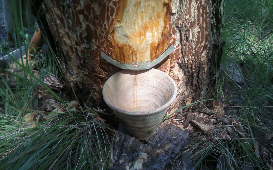 Los resineros alertan de que la bajada de precios puede suponer un descenso de actividad