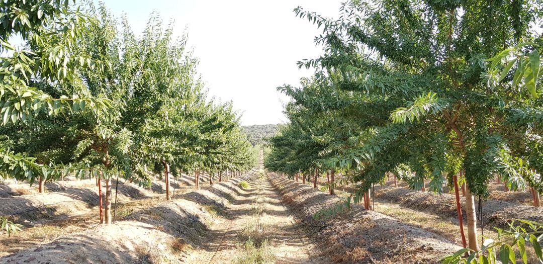 Explotación agrícola en las Vegas del Guadiana