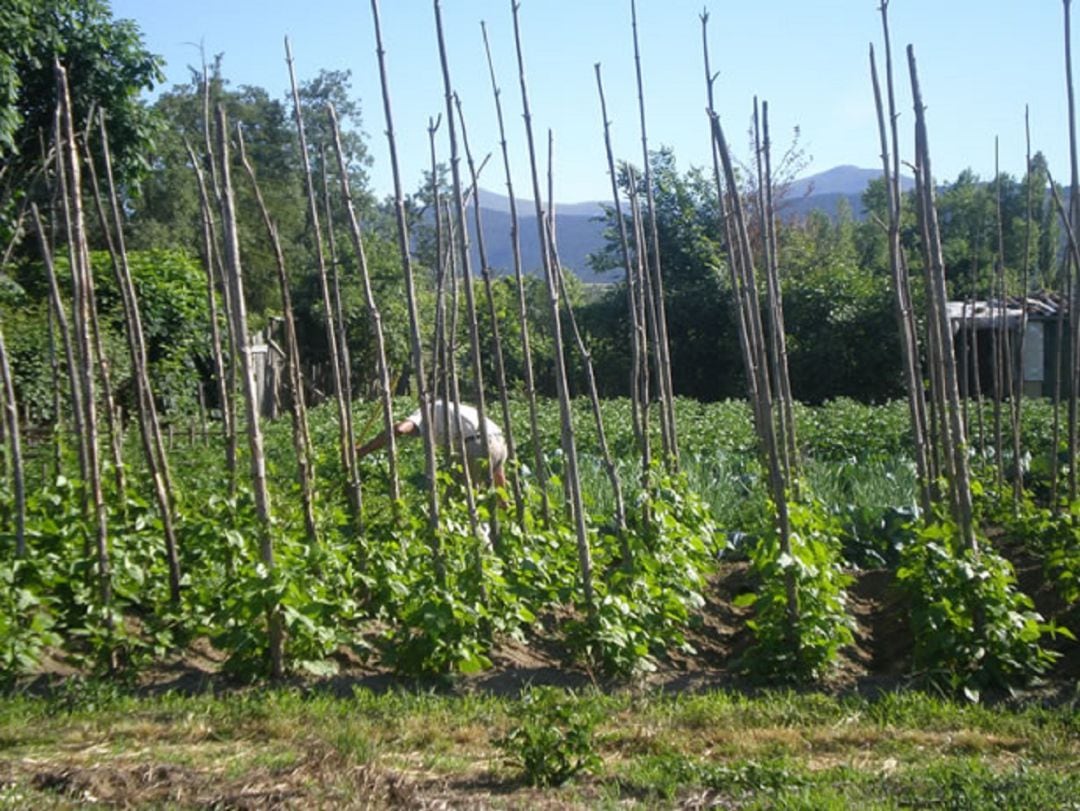 Uno de los huertos donde se cultivan judiones de La Granja