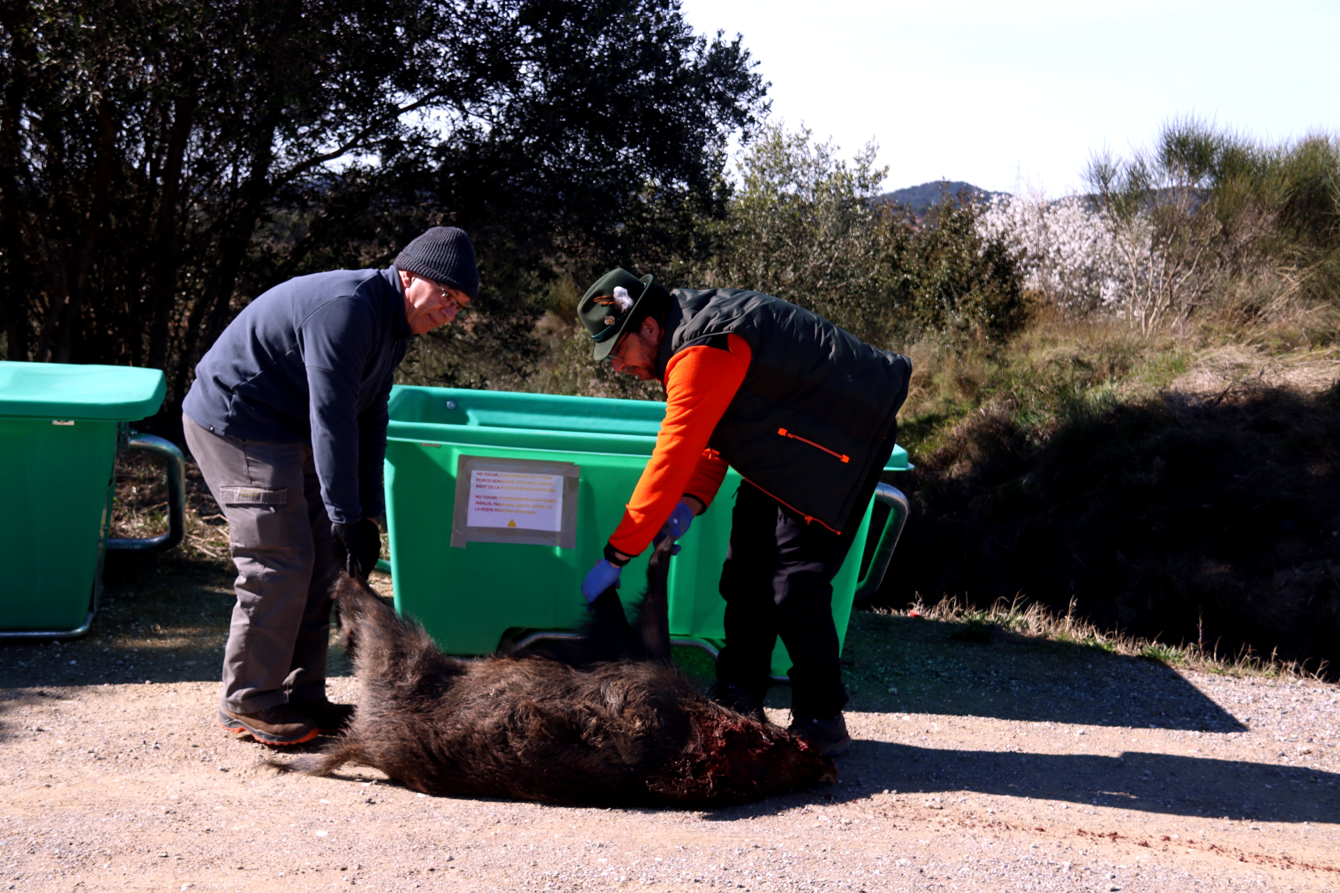 Dos caçadors voluntaris mouen un porc senglar abatut en un dels contenidors disponibles per a dipositar els animals morts abans de ser traslladats per a incinerar