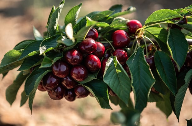 Arranca la campaña de cereza nacional en Mercadona.